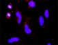 F3 Antibody (monoclonal) (M01)