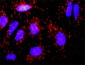 F8 Antibody (monoclonal) (M03)