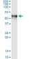 F9 Antibody (monoclonal) (M01)