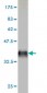 F9 Antibody (monoclonal) (M01)