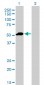 F9 Antibody (monoclonal) (M01)