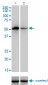 F9 Antibody (monoclonal) (M01)