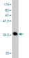 FAAH Antibody (monoclonal) (M01)