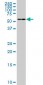 FAAH Antibody (monoclonal) (M01)