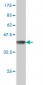 FAAH Antibody (monoclonal) (M07)