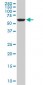 FAAH Antibody (monoclonal) (M07)