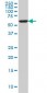 FAAH Antibody (monoclonal) (M07)