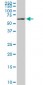 FAAH Antibody (monoclonal) (M07)