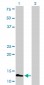 FABP3 Antibody (monoclonal) (M01)