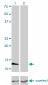 FABP3 Antibody (monoclonal) (M01)