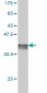 FADD Antibody (monoclonal) (M01)