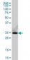 FADD Antibody (monoclonal) (M01)