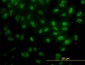 FAF1 Antibody (monoclonal) (M01)