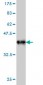 FAF1 Antibody (monoclonal) (M01)