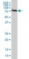 FAF1 Antibody (monoclonal) (M01)