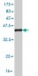 FAIM3 Antibody (monoclonal) (M01)