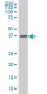 FAIM3 Antibody (monoclonal) (M01)