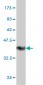 FAM50A Antibody (monoclonal) (M02)