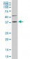 FAM50A Antibody (monoclonal) (M02)