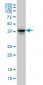 FAM50A Antibody (monoclonal) (M02)