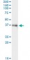 FAM62B Antibody (monoclonal) (M02)