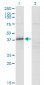 FAM62B Antibody (monoclonal) (M02)