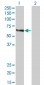 FANCC Antibody (monoclonal) (M01)