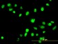 FANCG Antibody (monoclonal) (M01)