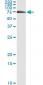 FANCG Antibody (monoclonal) (M01)