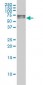 FANCG Antibody (monoclonal) (M01)