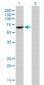 FANCG Antibody (monoclonal) (M01)