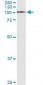 FAP Antibody (monoclonal) (M01)