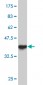 FAP Antibody (monoclonal) (M01)