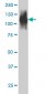 FAP Antibody (monoclonal) (M01)