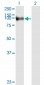 FAP Antibody (monoclonal) (M01)