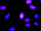 FASLG Antibody (monoclonal) (M02)