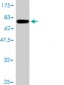 FASN Antibody (monoclonal) (M01)