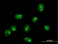 FBL Antibody (monoclonal) (M01)