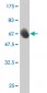 FBL Antibody (monoclonal) (M01)