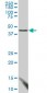 FBLIM1 Antibody (monoclonal) (M03)