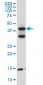 FBLIM1 Antibody (monoclonal) (M10)