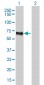 FBLIM1 Antibody (monoclonal) (M10)