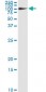 FBLN1 Antibody (monoclonal) (M01)