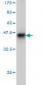 FBLN1 Antibody (monoclonal) (M01)