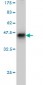 FBLN1 Antibody (monoclonal) (M01)