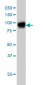 FBLN1 Antibody (monoclonal) (M01)