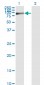 FBLN1 Antibody (monoclonal) (M01)