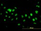 FBXL10 Antibody (monoclonal) (M09)