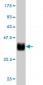 FBXL10 Antibody (monoclonal) (M09)