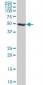 FBXL3 Antibody (monoclonal) (M03)